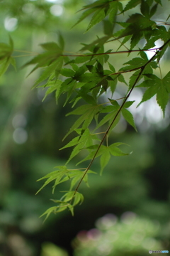 夏の紅葉