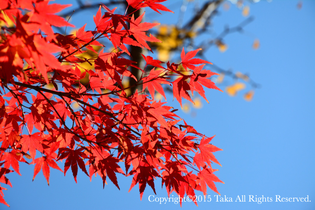 紅葉