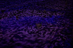 夜桜