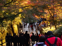 木々のトンネル