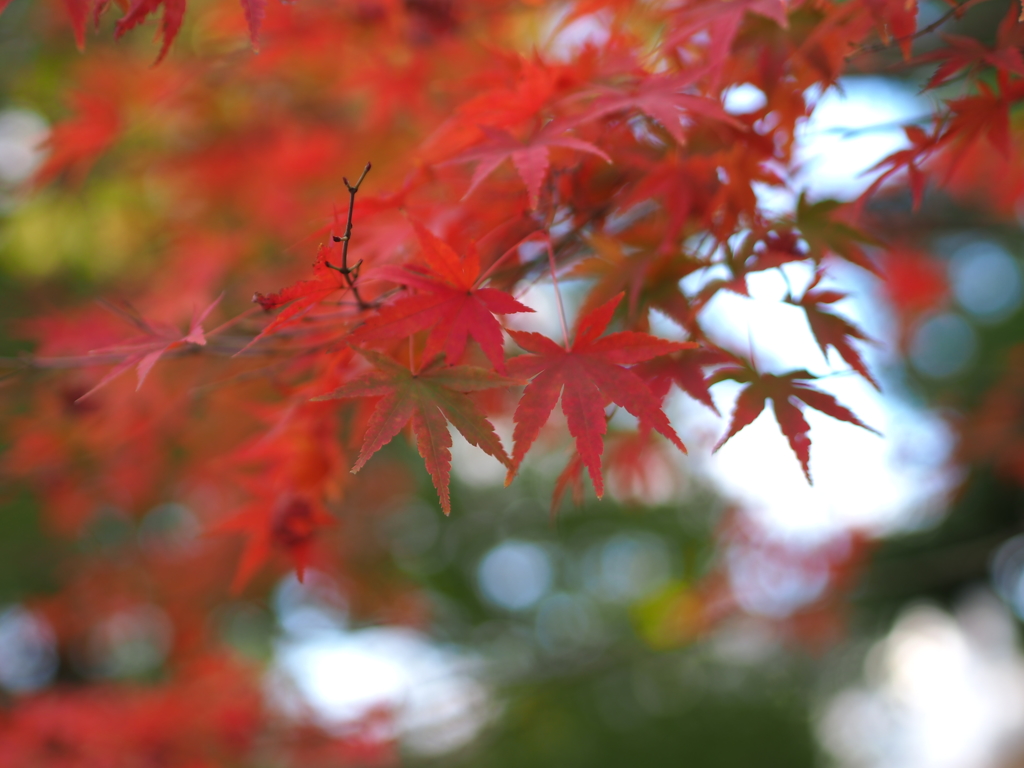 紅葉 興聖寺にて