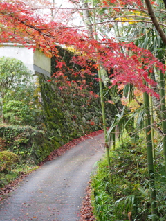 秋の小道