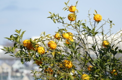P1000220