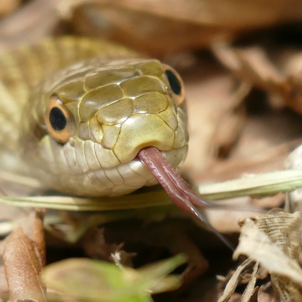 ベスト50 蛇 可愛い 画像 最高の動物画像