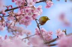 メジロ