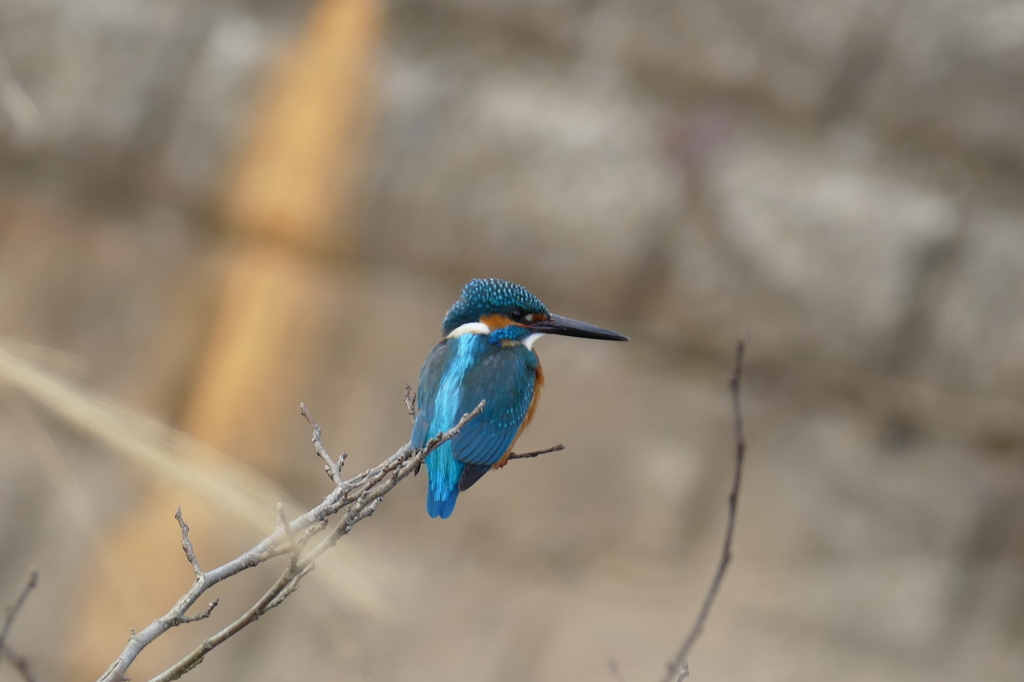 カワセミ