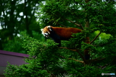 Red Panda at Chiba zoo.