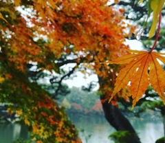雨の兼六園