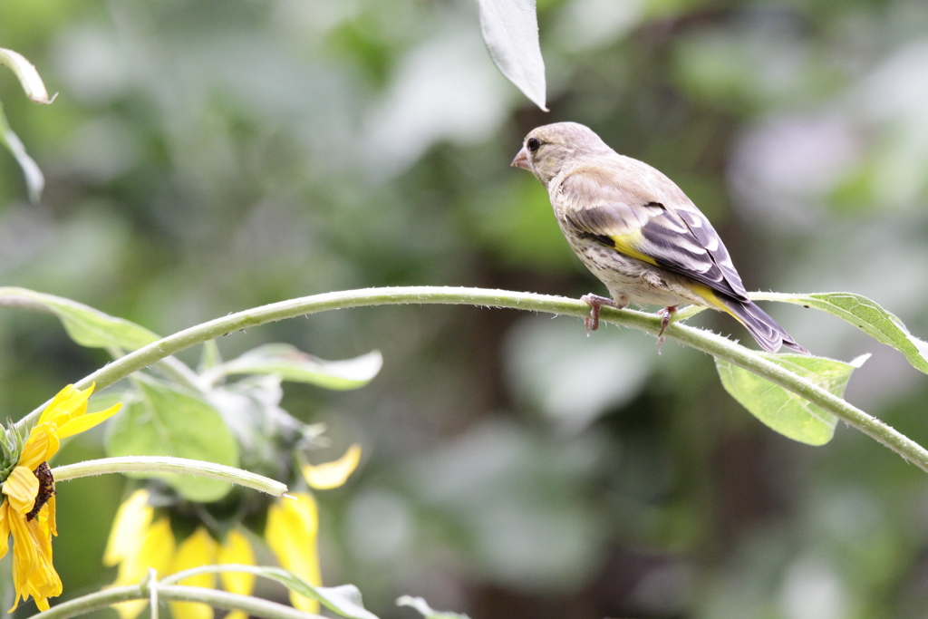 カワラヒワ♀