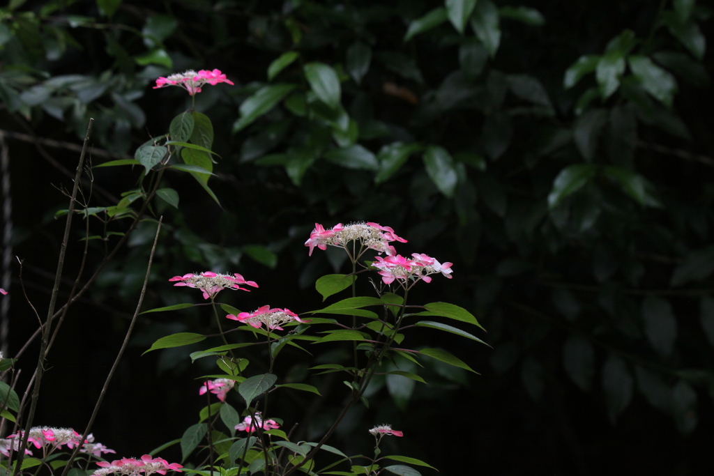 山紫陽花（くれない）