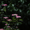 山紫陽花（くれない）