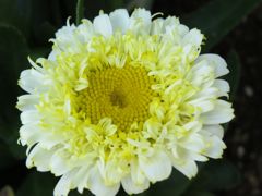 yellow flower core