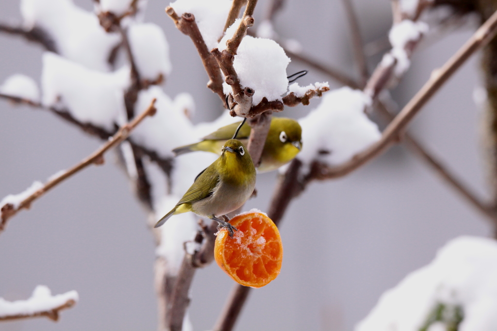 雪とメジロ