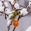 雪とメジロ