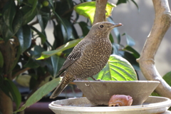 舞い戻ったイソヒヨドリ♀
