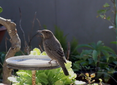 イソヒヨドリ♀