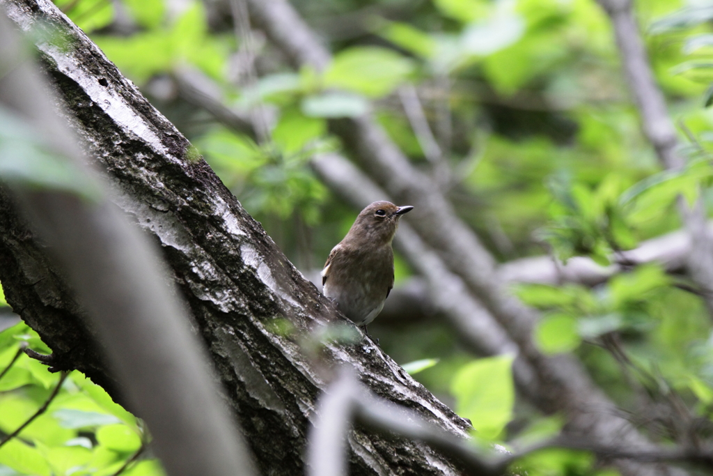 オオルリ♀