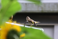 カワラヒワ