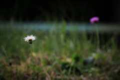 白いアザミの花が・・・