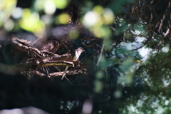 ツツドリでした。