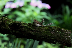 キビタキ幼鳥