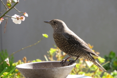 イソヒヨドリ♀