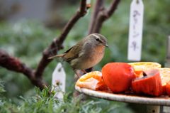 メジロの餌台に鶯