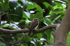 キビタキ幼鳥