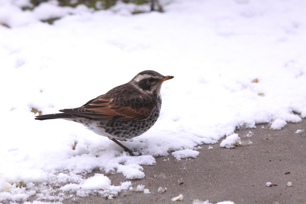 雪とツグミ