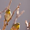 庭で野鳥撮り