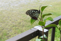 アカボシゴマダラ