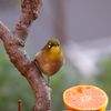 みかんにメジロ