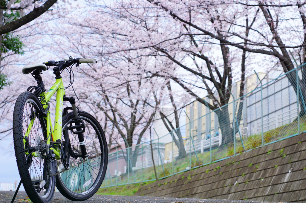 桜を見ながら休憩