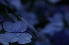 梅雨と紫陽花