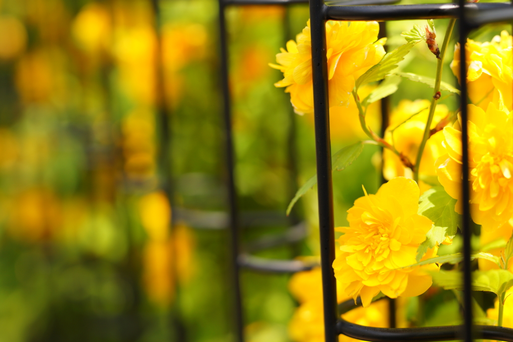 caged yellow