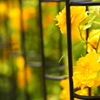 caged yellow