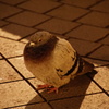 ふくら鳩
