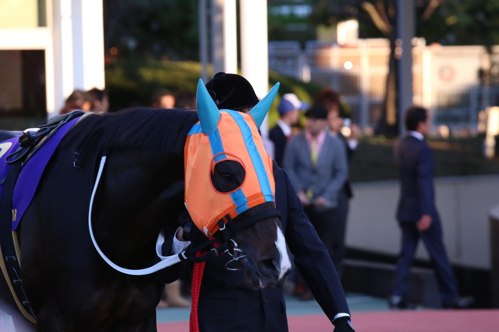 ホッコータルマエ