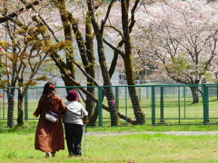 桜の風に吹かれて