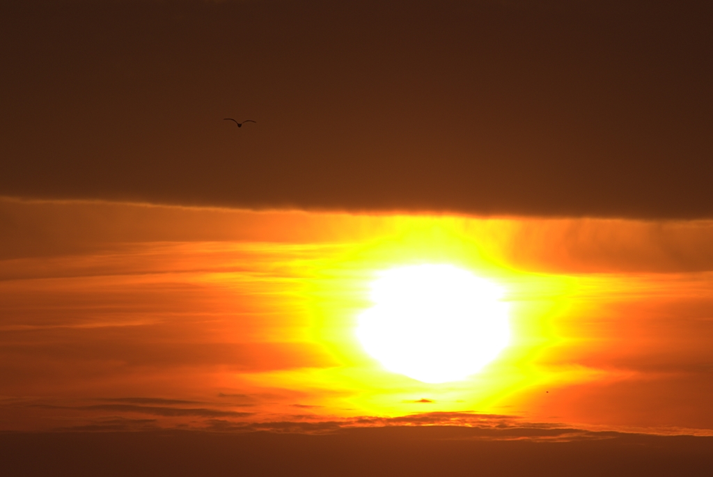 夕日と鳥　3