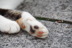 ねこ1