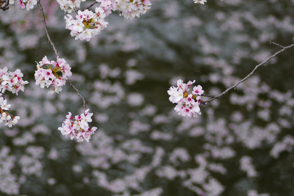 散り始めた桜3