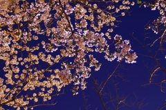 夜桜２