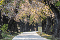 頑張ろう！　未来のために！