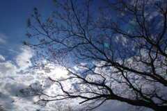 晴れの琵琶湖3