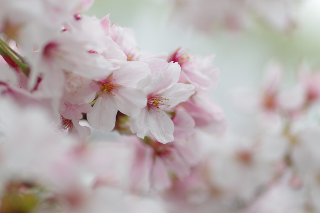 散り始めた桜2