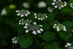 色とりどりの紫陽花　4