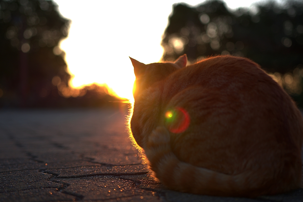 黄昏猫　3