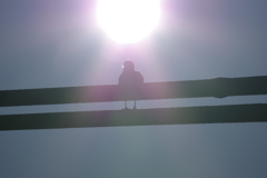 おはようカモメ