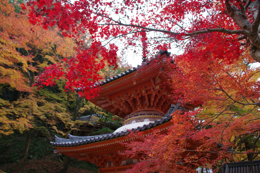 大威徳寺の紅葉4